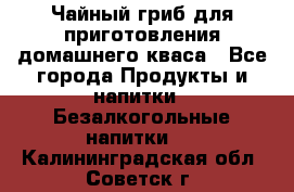 Чайный гриб для приготовления домашнего кваса - Все города Продукты и напитки » Безалкогольные напитки   . Калининградская обл.,Советск г.